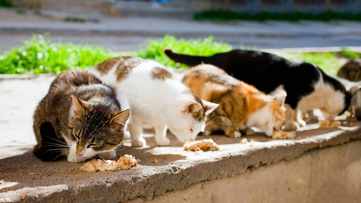 Torino cerca volontari per oltre 400 colonie feline:  ecco come candidarsi