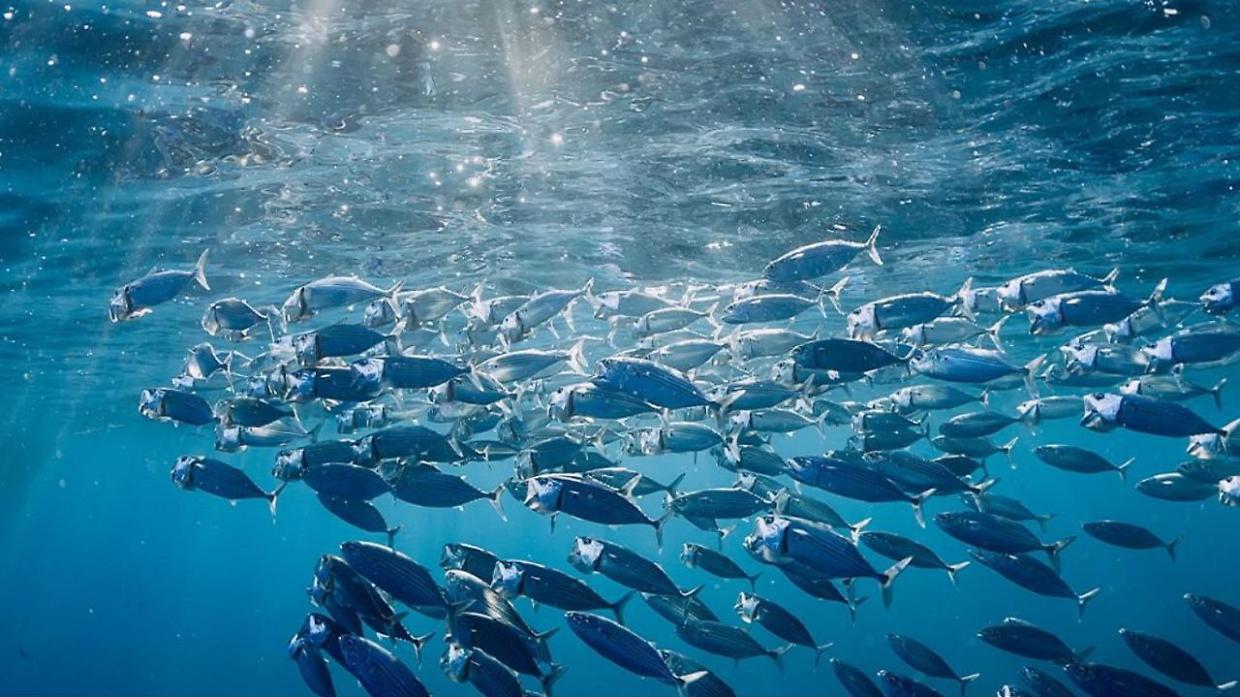"Il Mediterraneo ha finito il pesce": il WWF lancia l'allarme