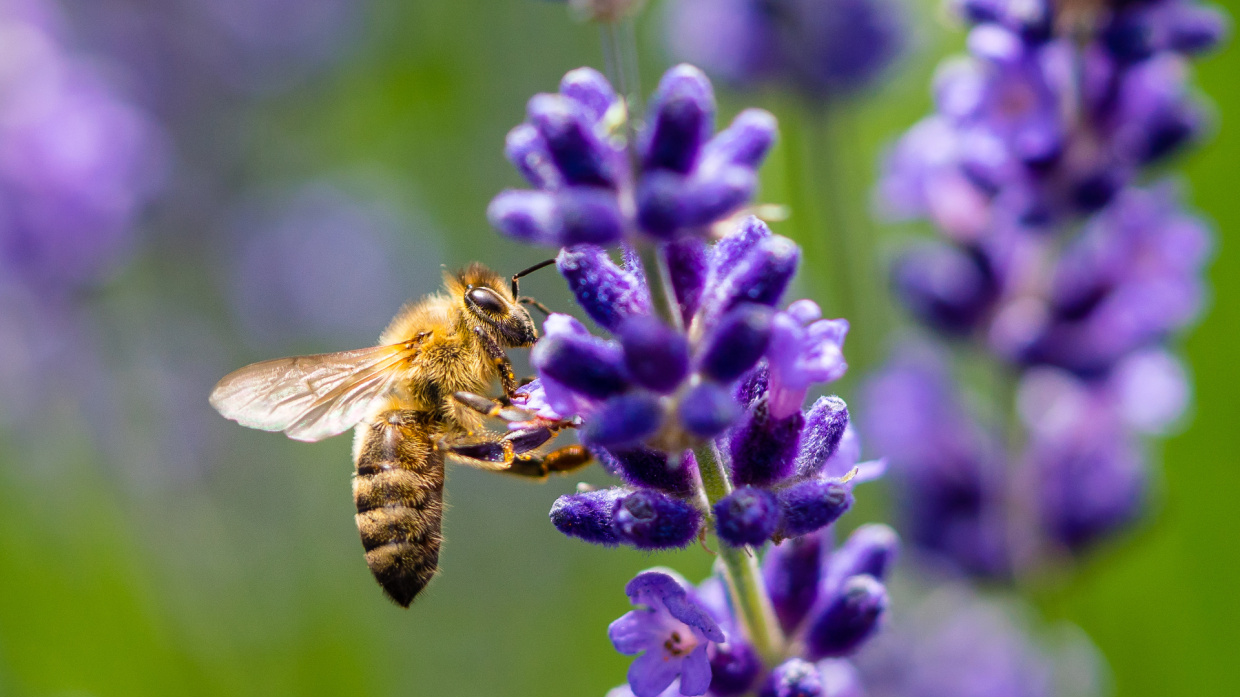 Anche le api hanno bisogno di una dieta sana ed equilibrata: ecco le loro piante preferite