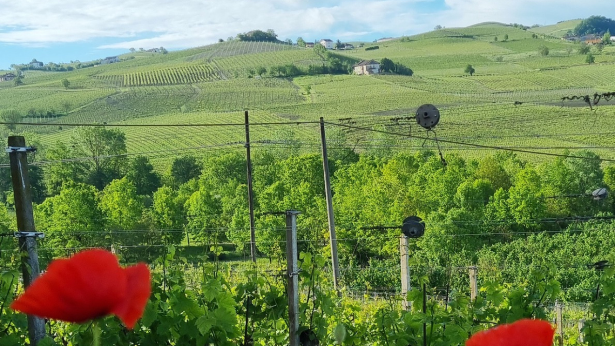 Torino si tinge di rosso: degustazioni, cocktail e musica ai Murazzi del Po 