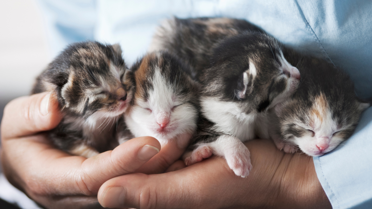 Torino cerca gattare per le oltre 400 colonie feline della città: ecco come candidarsi