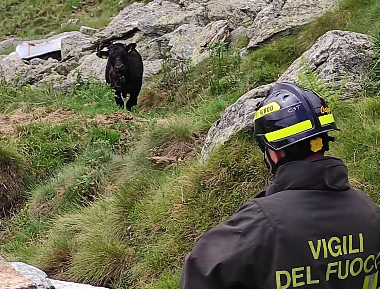 Vitello in pericolo nell'alpeggio in Canavese salvato dai vigili del fuoco volontari