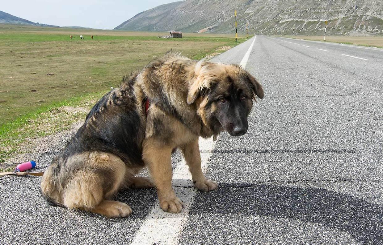 #senontiportononparto : la Polizia di Stato contro l'abbandono degli animali