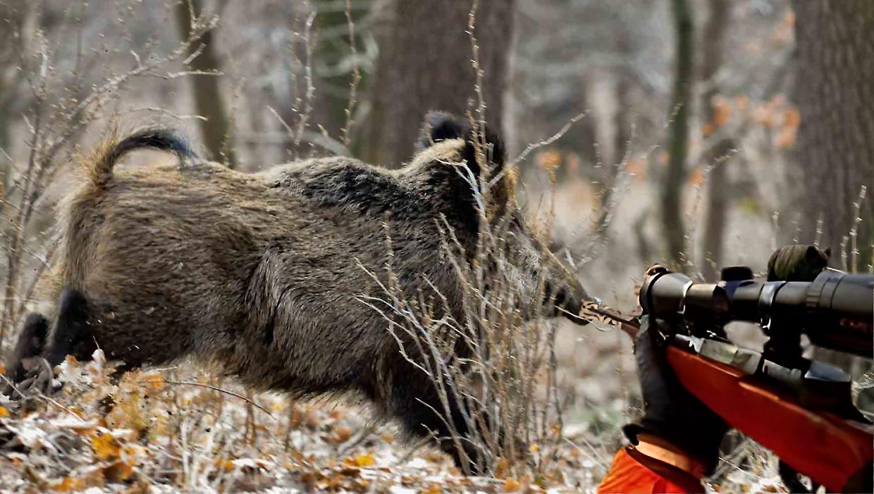 La "peste suina" allunga la stagione di caccia al cinghiale: ecco il nuovo calendario del Piemonte