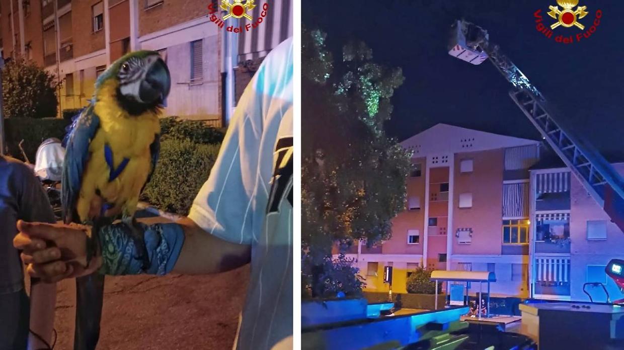 Il salvataggio del pappagallo "Ara" alle Vallette