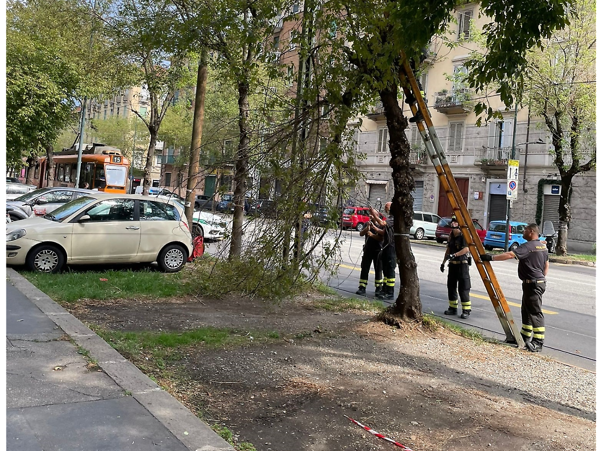 In corso Belgio un albero cade prima del temporale...