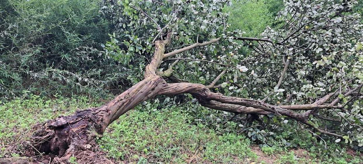 Il temporale manda ko il parco del Boschetto