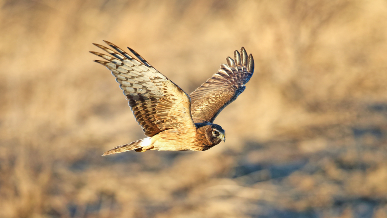 Liberata in natura la poiana stremata recuperata nel palazzo della Regione
