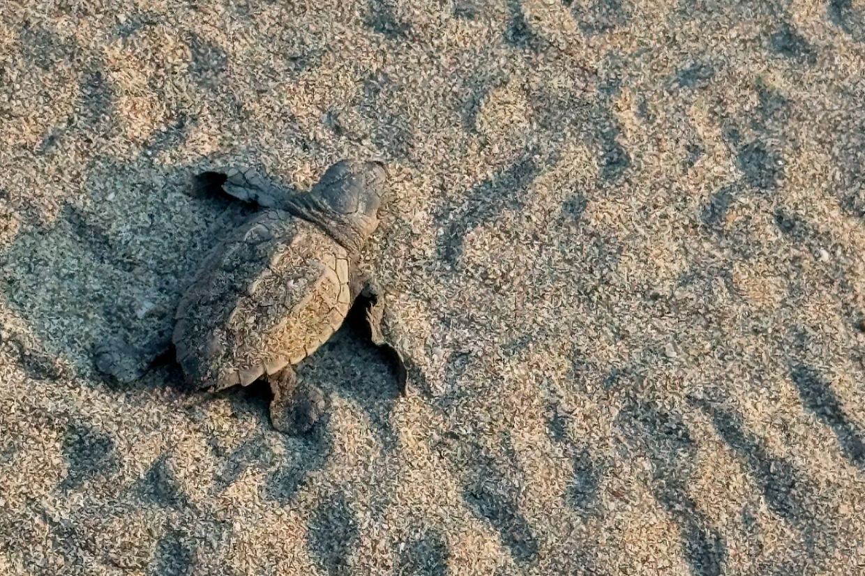 Lieto evento in spiaggia in Liguria: sono nate le tartarughe nel primo dei 5 nidi