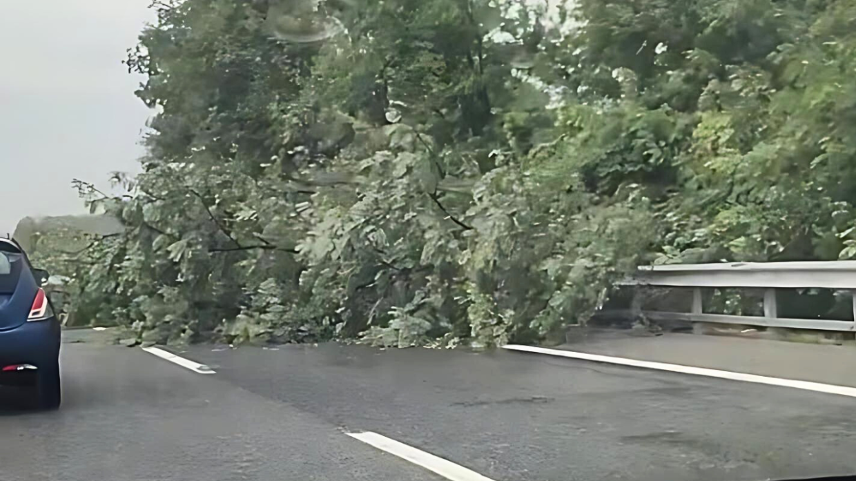 Maltempo sul Piemonte: albero cade sull'autostrada, code di chilometri sulla Torino-Savona