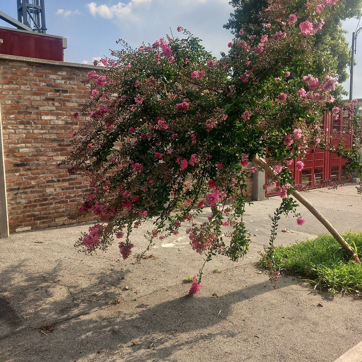 Allarme alberi pericolanti in Borgo Filadelfia: richiesto l'intervento del Comune