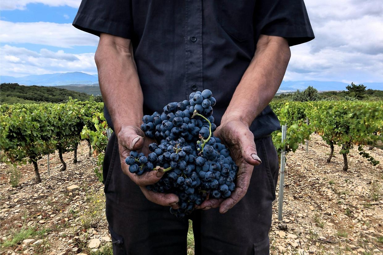 Vendemmia senza uva e perdite fino all’80%: mille imprese a rischio