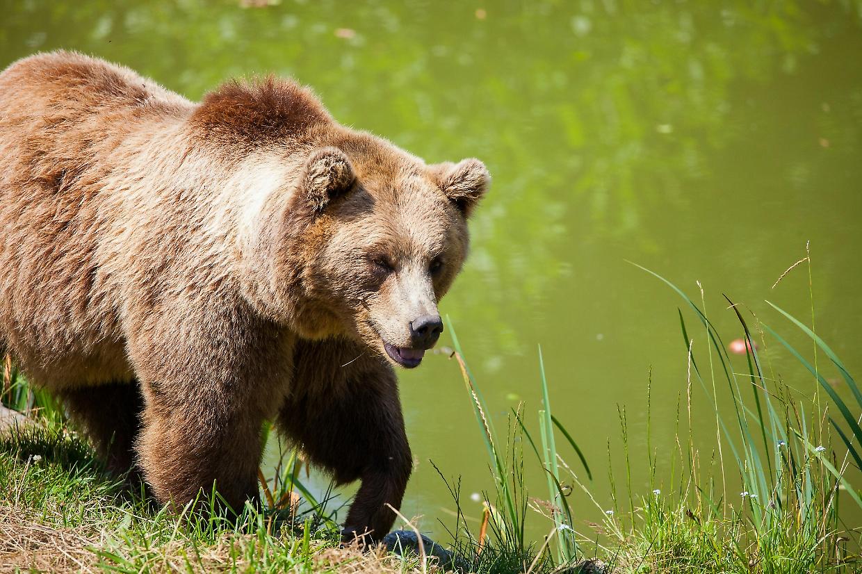 Un orso avvistato in Piemonte: «L'ho visto alzarsi in piedi vicino alla mia baita»
