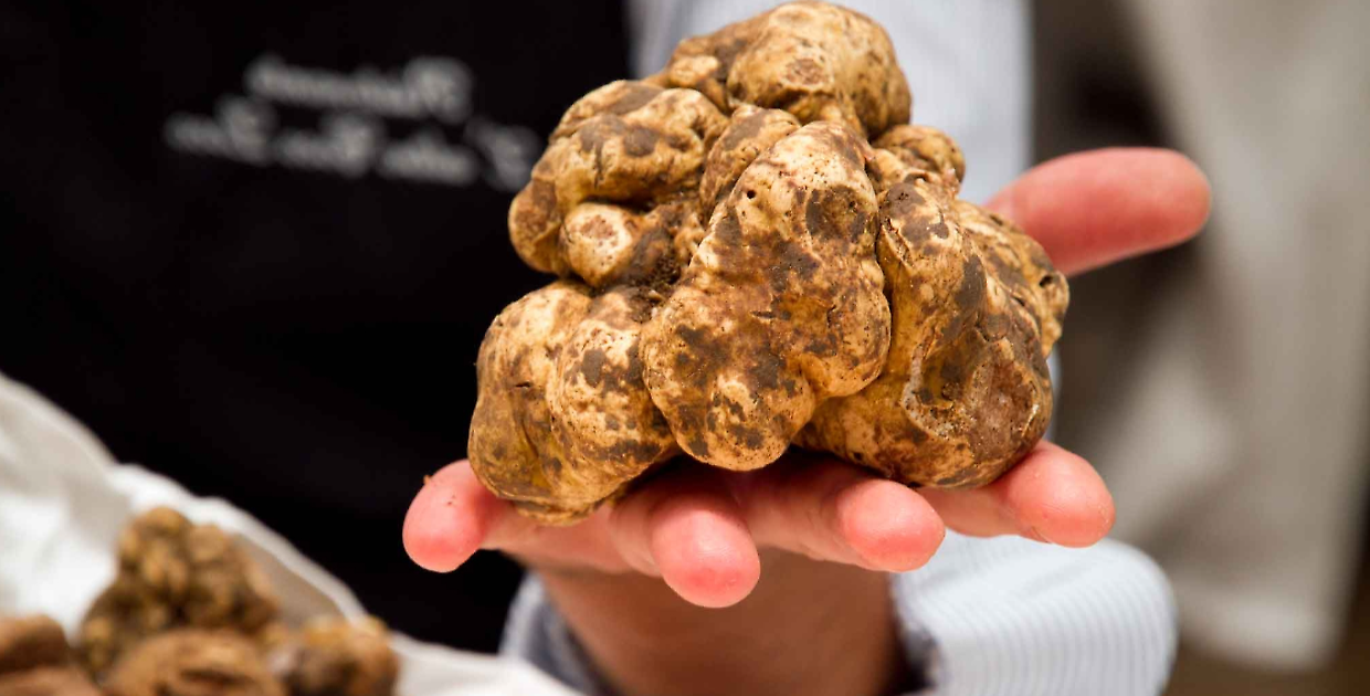Canale, il raduno dei trifolao e dei tabui chiude la stagione del tartufo