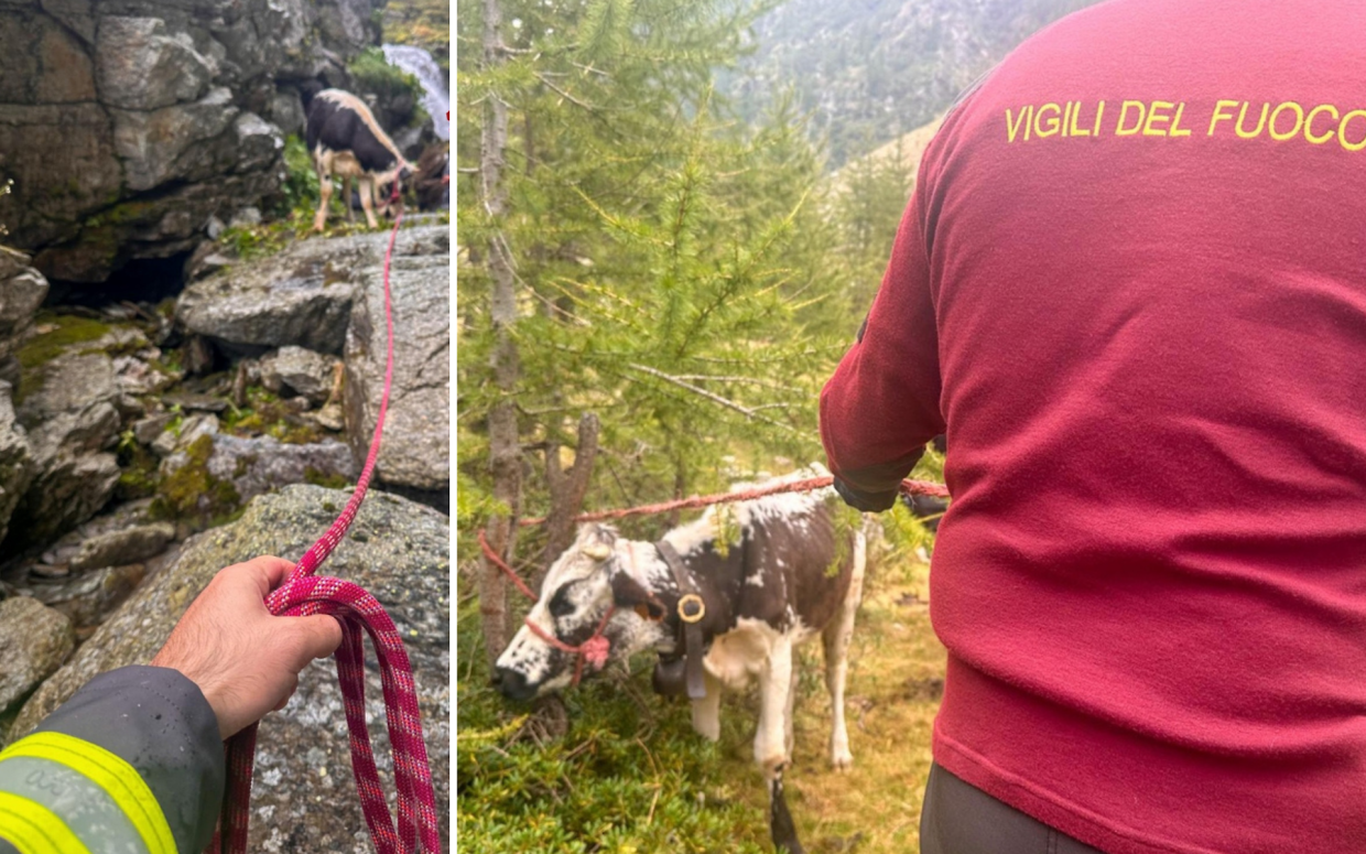 Mucca e vitellino erano bloccati in alpeggio: i vigili del fuoco arrivano a salvarli
