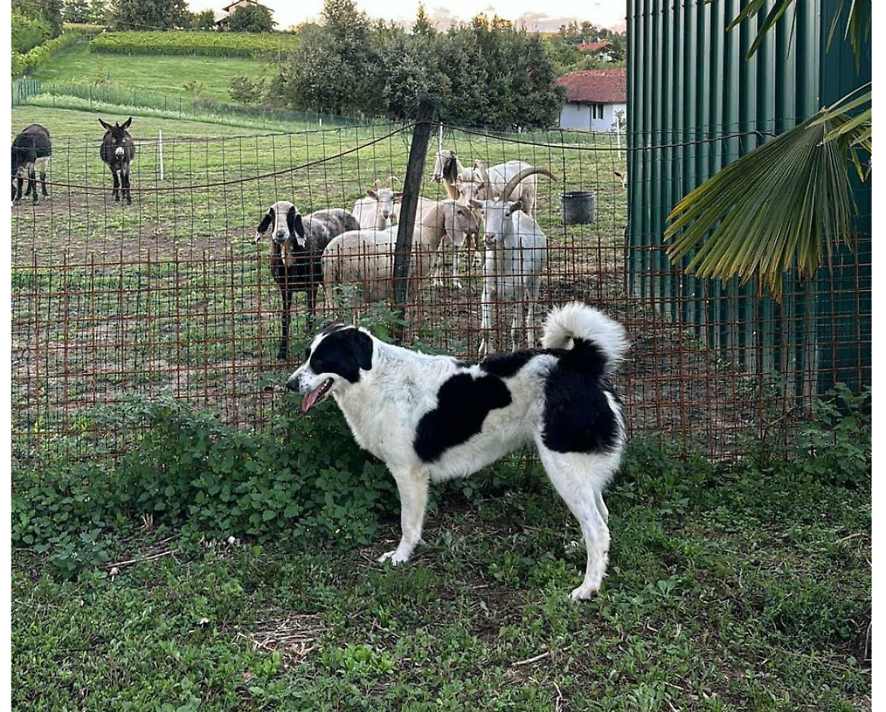 Tettoie per gli animali abusive? E il Tar salva (per ora) il rifugio