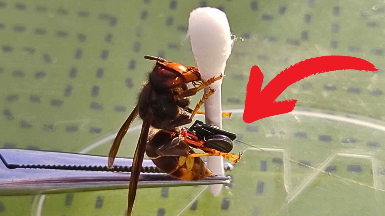 Sulla vespa è stata installato un apparecchio radiotrasmittente: quando è tornato al nido , ne ha segnalato la posizione