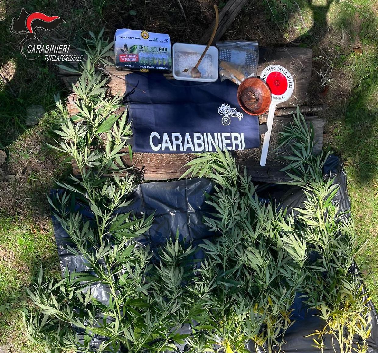 Torino, coltivazione di marijuana scoperta per caso