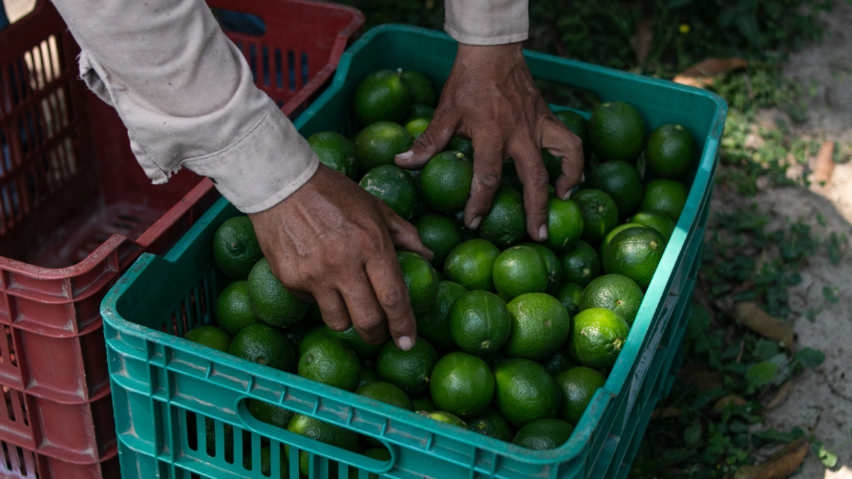 Allarme a Nichelino: la truffa della frutta colpisce ancora