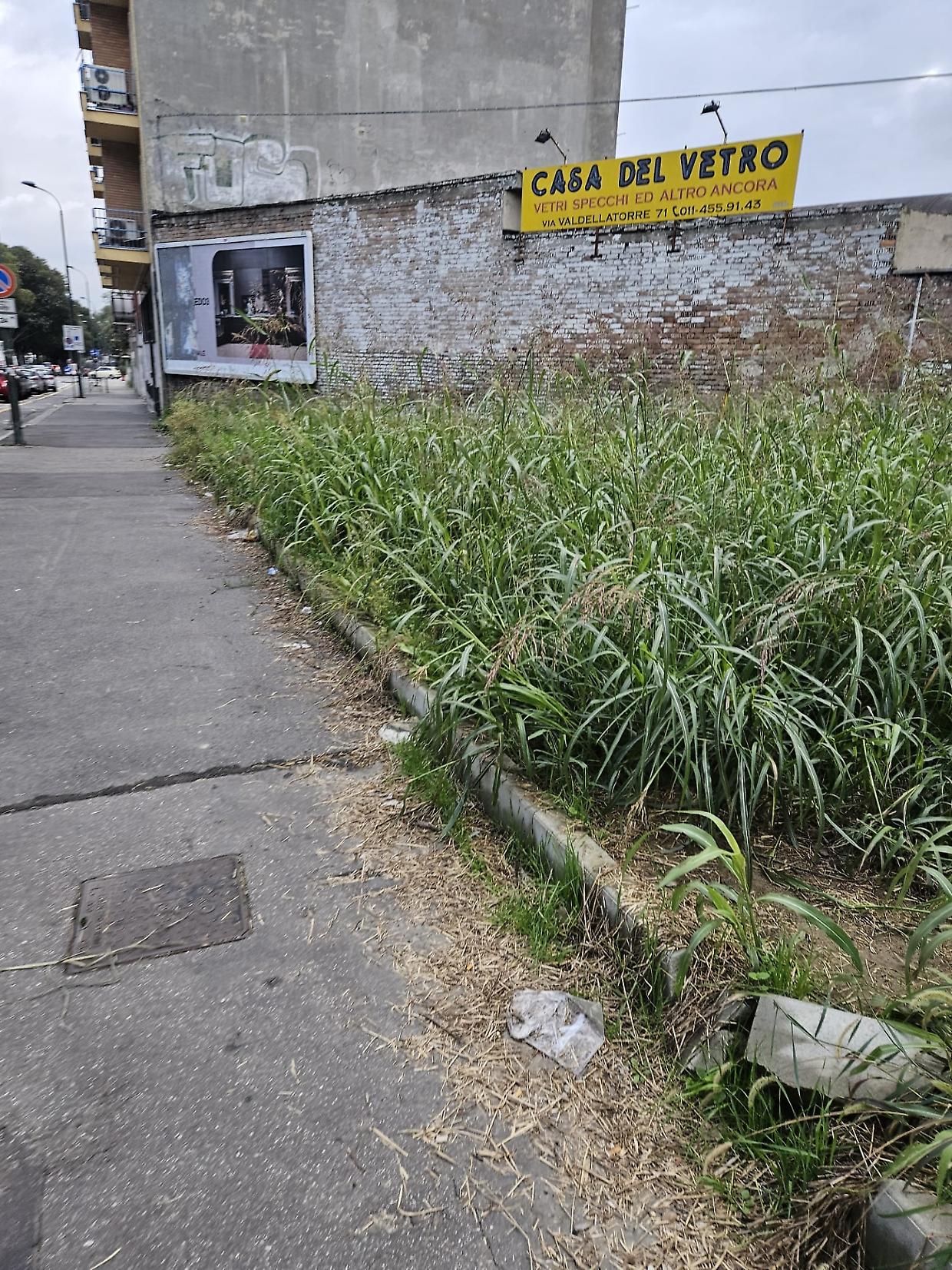 A Torino l'erba alta non conosce stagioni