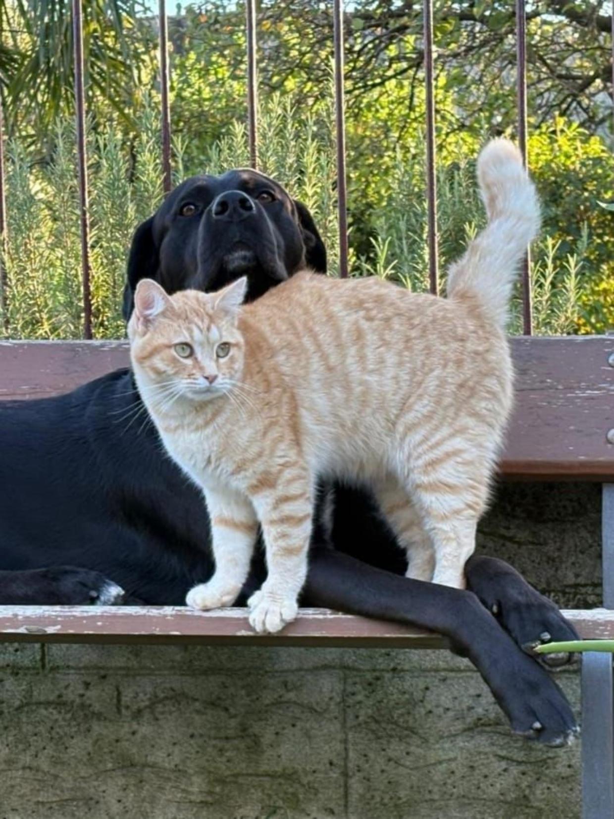 Collegno, scomparso Oreste il beniamino della colonia felina locale