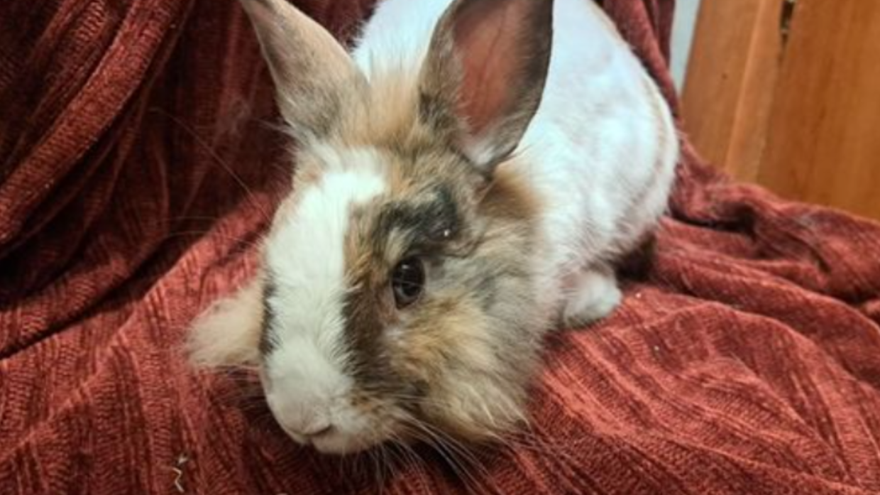 Chi si prenderà cura di Piña Colada? Un appello dal Centro Animali di Grugliasco