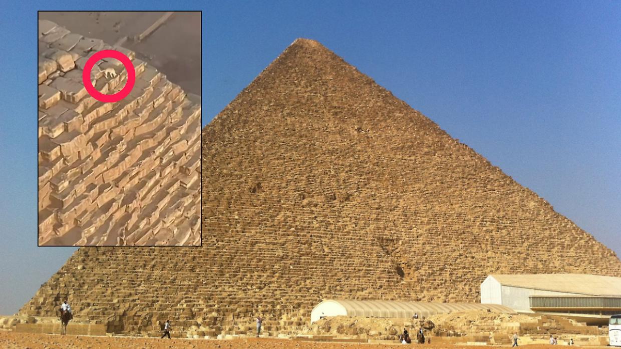 Un cane sulla cima della Piramide di Giza: l'incredibile avvistamento che ha sorpreso il mondo