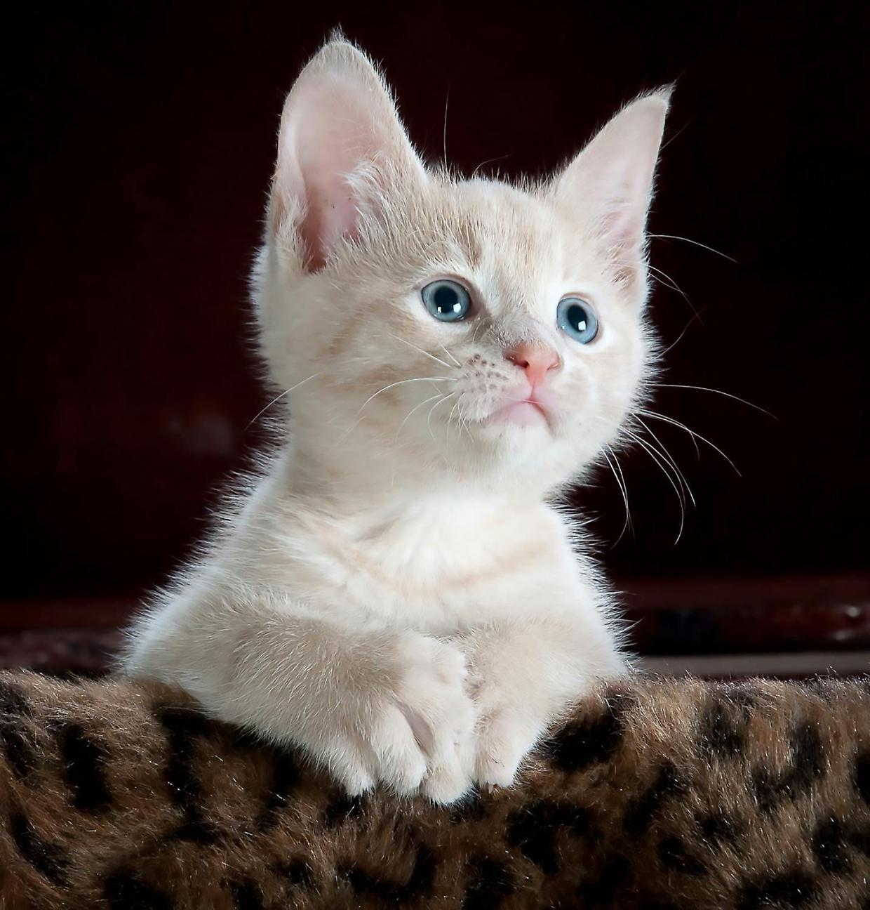 Diploma di Lingua Felina: Un Corso per Comprendere il Tuo Gatto 