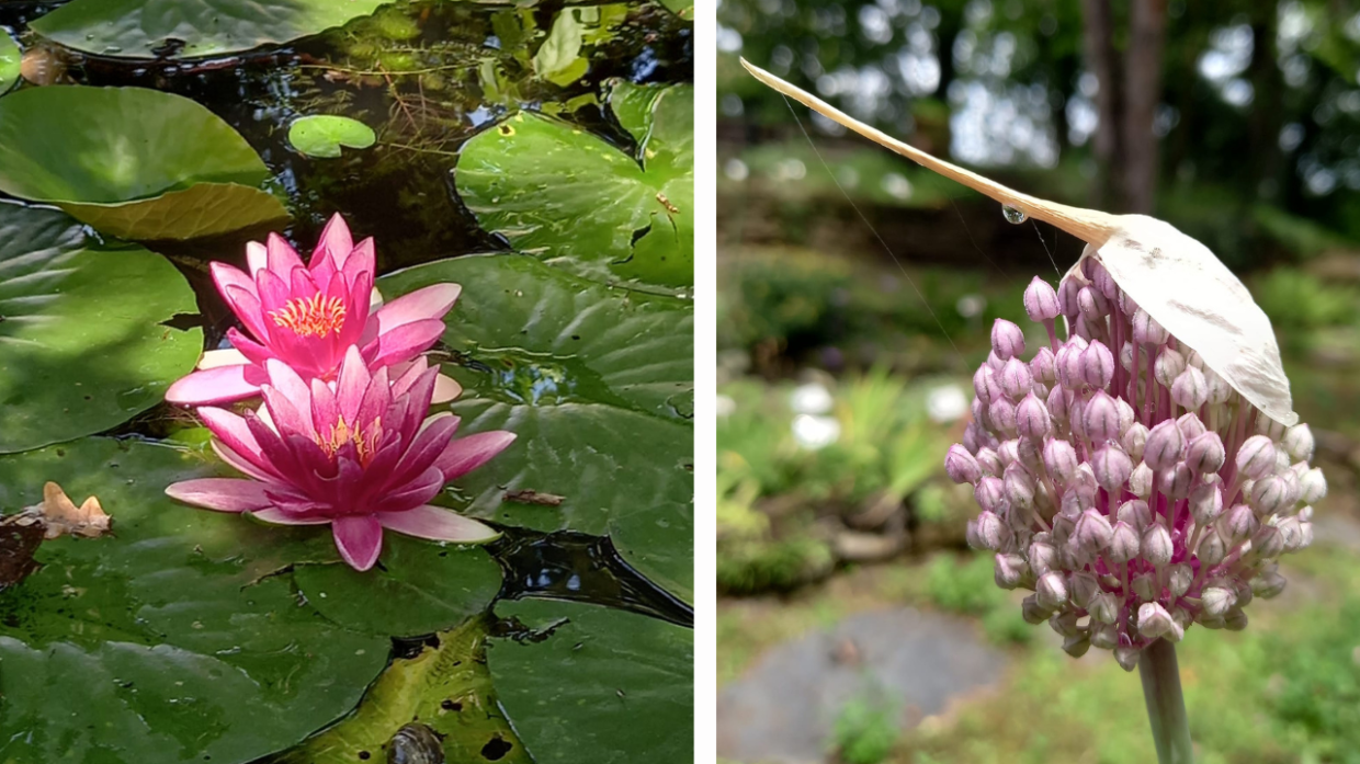 Serre, caldaie e pannelli: arrivano 1,8 milioni di euro per i fiori del giardino botanico Rea