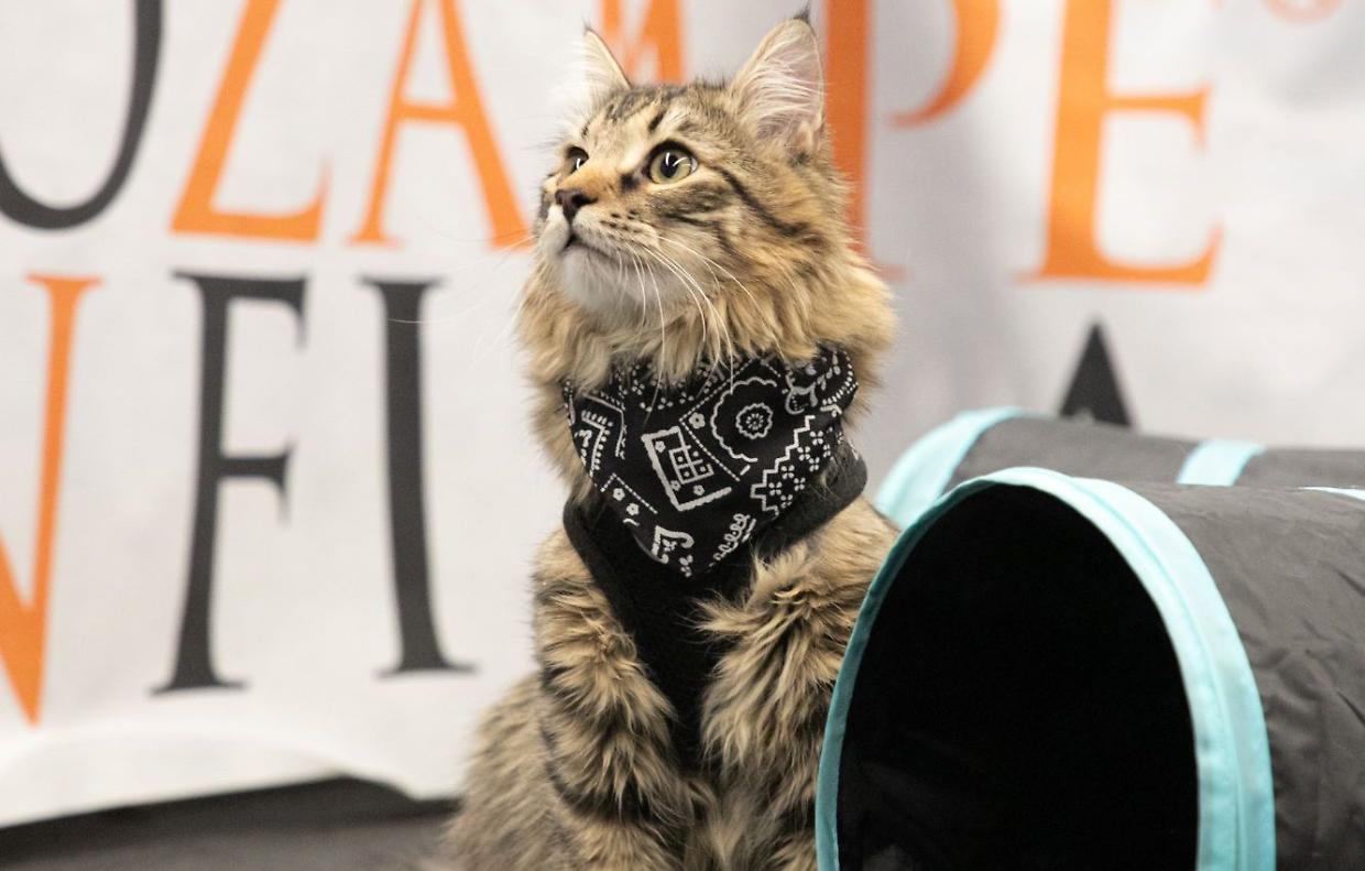 QuattroZampeInFiera: Torino si trasforma nel paradiso natalizio per animali con l’innovativo Cat Agility