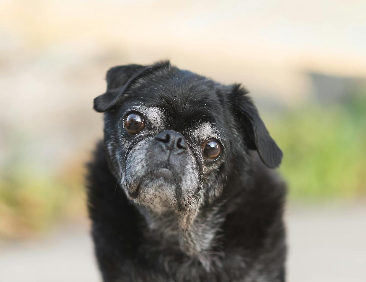 Soffio al cuore nei cani? Ora l’IA si mette a fare il cardiologo