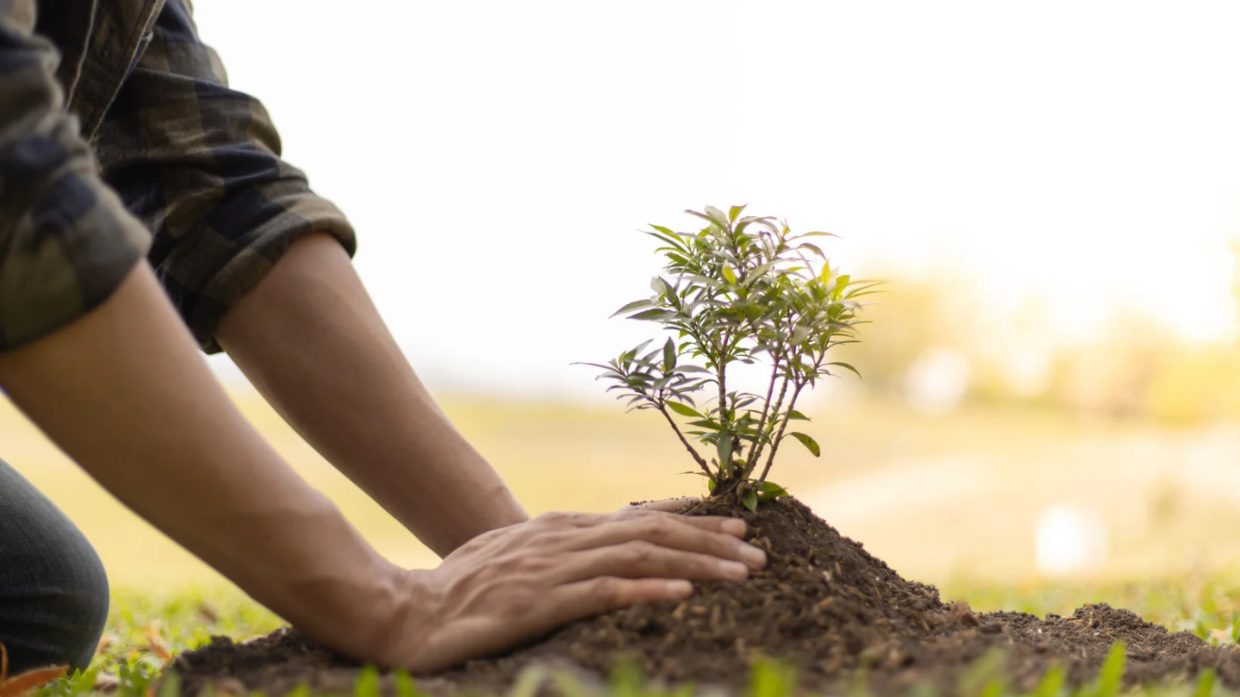 Torino impone la legge degli alberi: "Anche i privati dovranno compensare"
