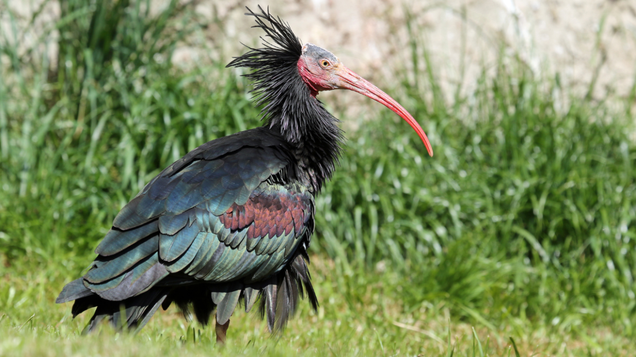Un ibis eremita ferito a San Mauro, mobilitazione per l'animale in via di estinzione