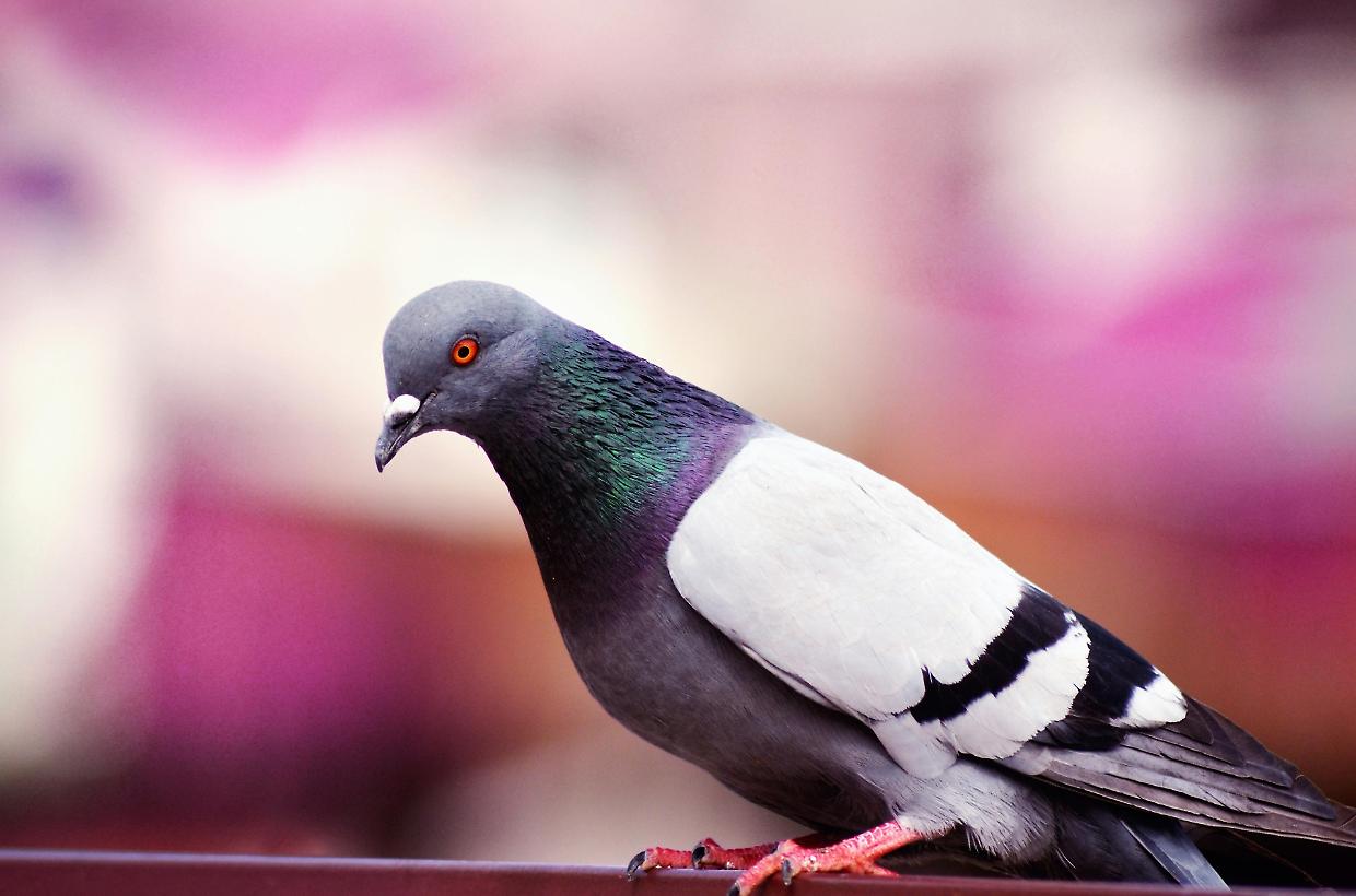 «Fermiamo la strage dei colombi». Animalisti in piazza a Torino per difendere i piccioni