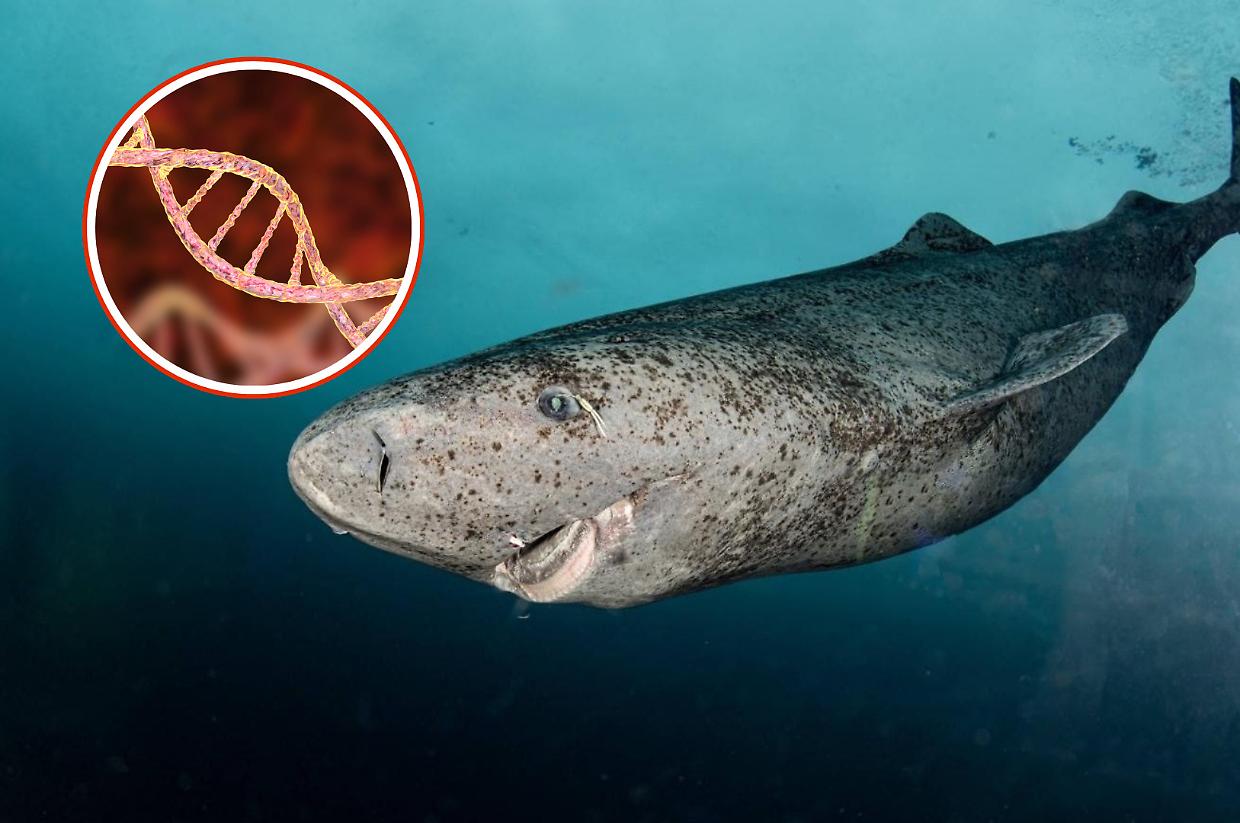 Svelato il segreto della longevità: ecco perchè lo squalo della Groenlandia vive fino a 500 anni