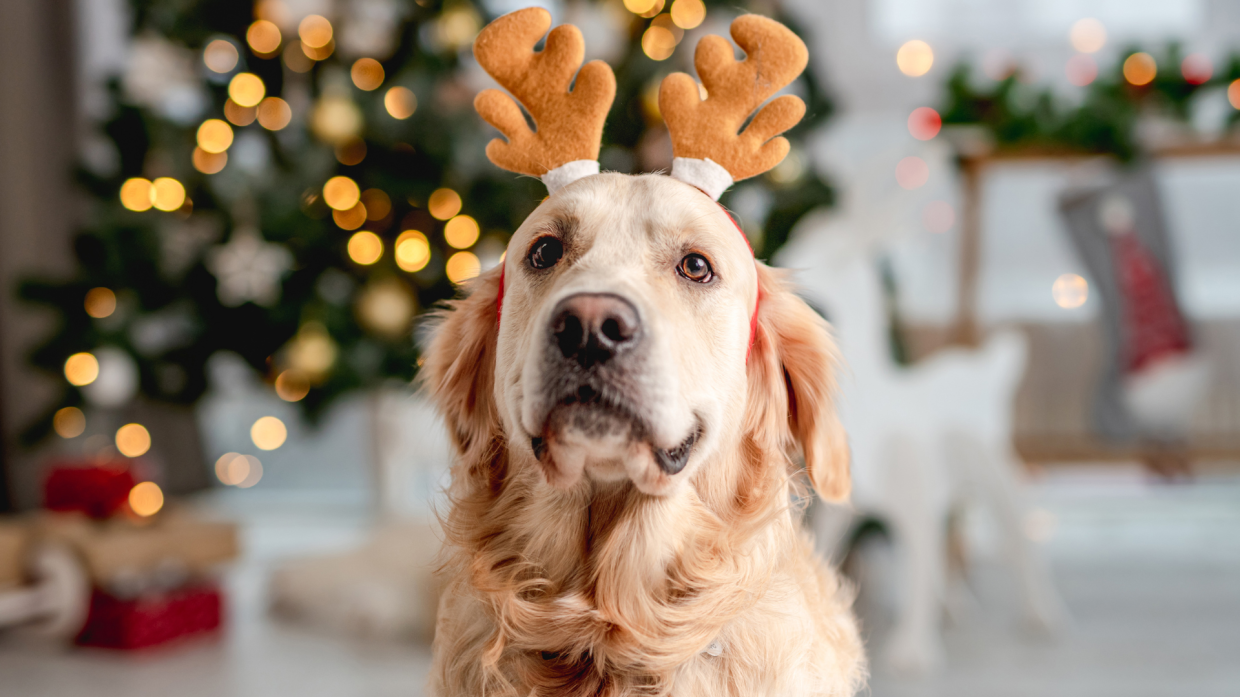 Passeggiata di Natale a Torino: un'esplosione di dolcezza con i Golden Retriever