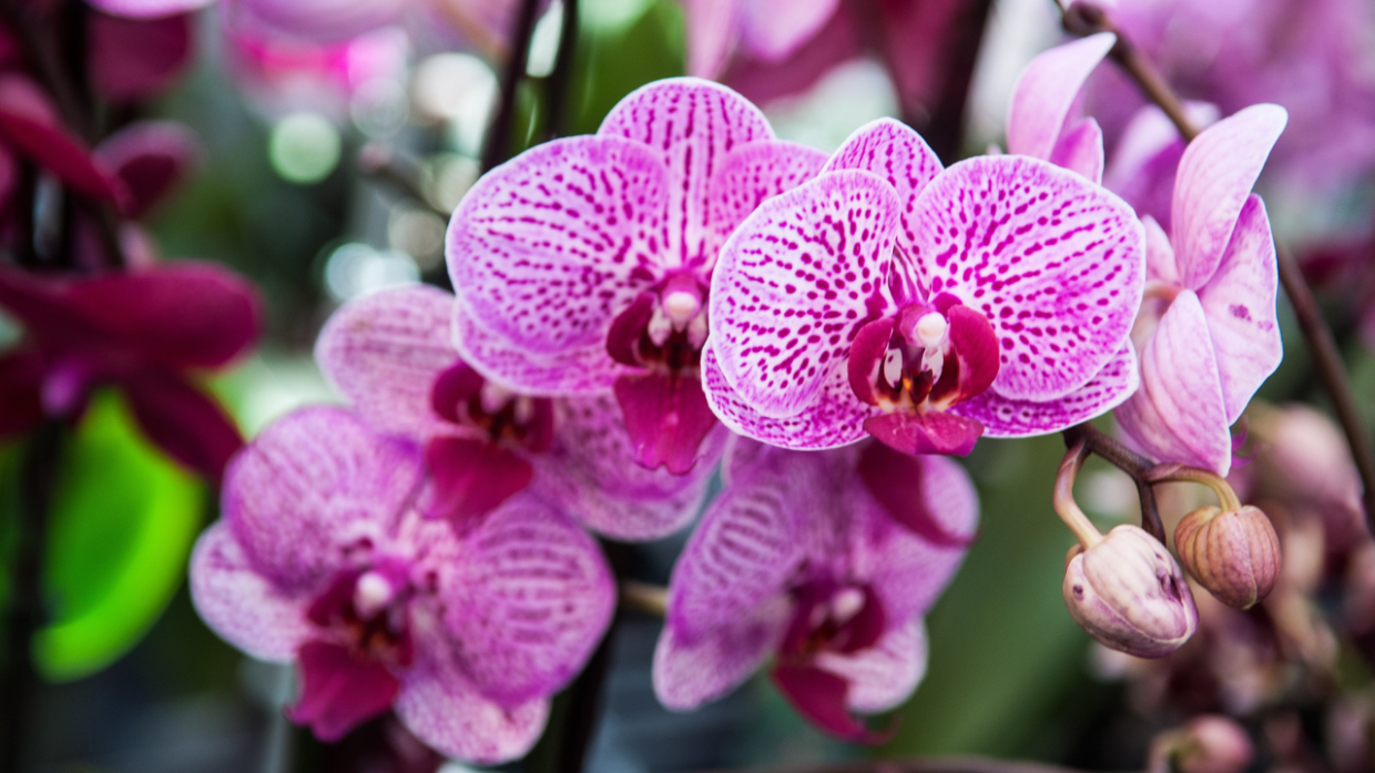 Castiglione Tinella celebra la natura con il Giorno delle Orchidee