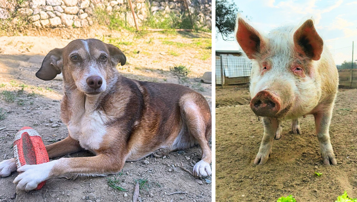 Per Natale regala l'adozione a distanza di un cane anziano (o di un maialino) dei rifugi Lndc