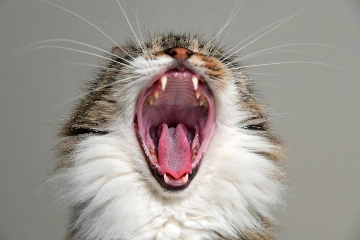 Lettiere per gatti, ecco l'Iva al 22%: cosa cambia per chi vive con un micio