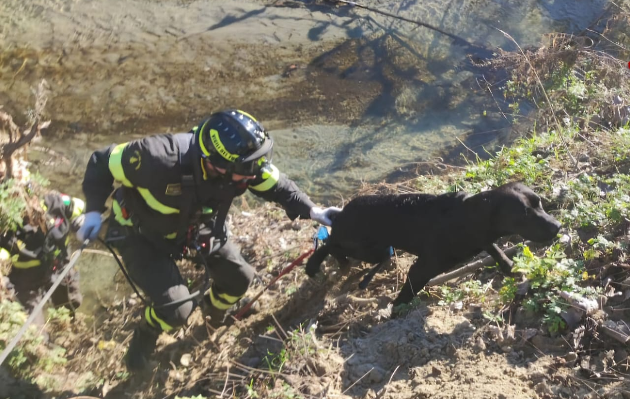 I vigili del fuoco salvano il cane Labrador