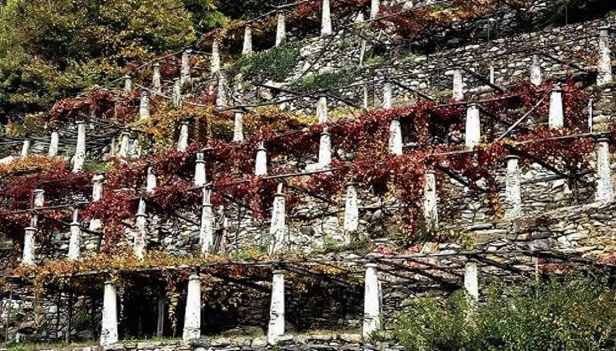 I vigneti