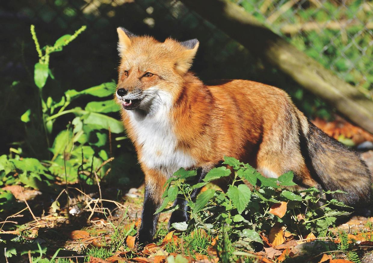 Torino: 5100 animali salvati dal Canc nel 2024
