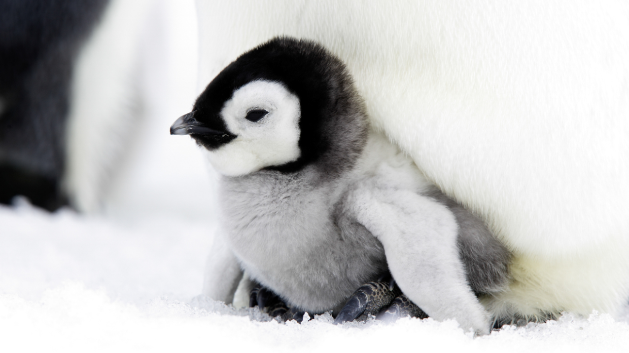 I pinguini sono i maestri del "power nap" 