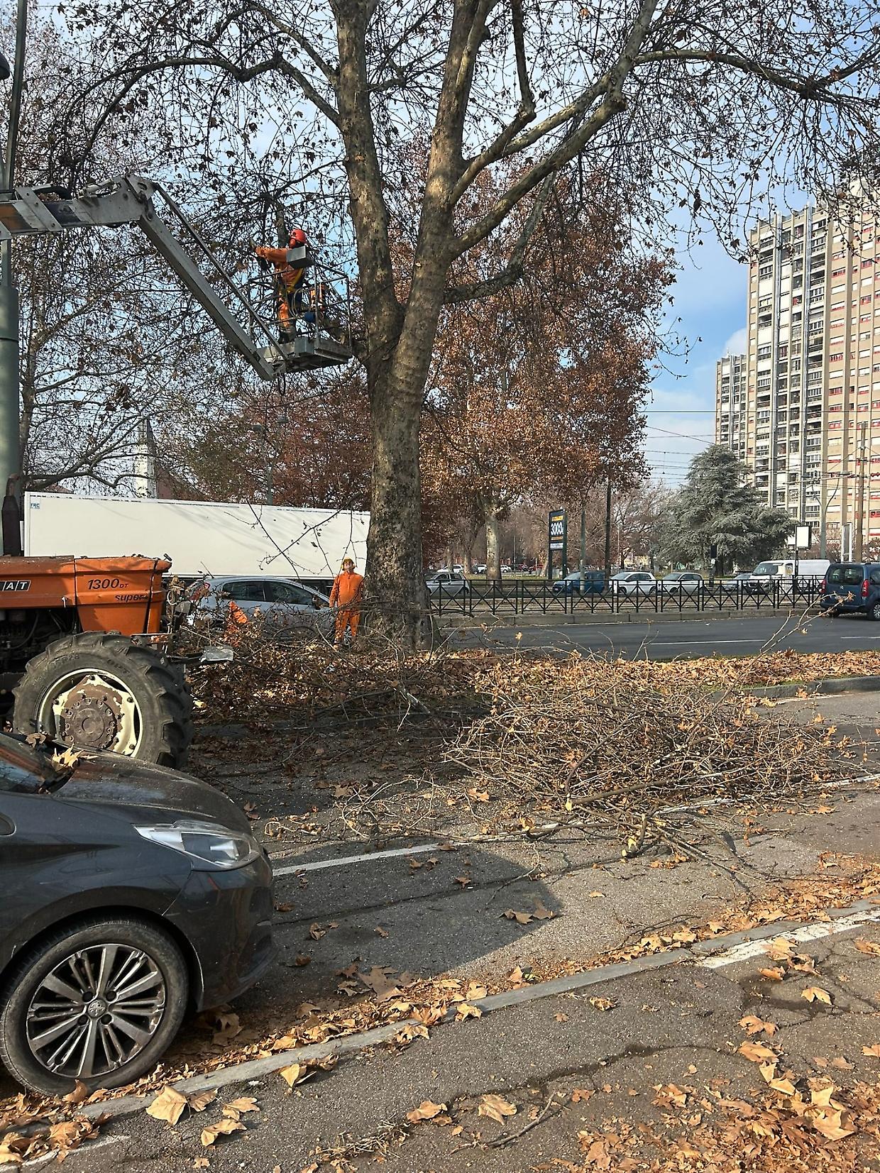 Massiccia potatura degli alberi di corso Giulio Cesare