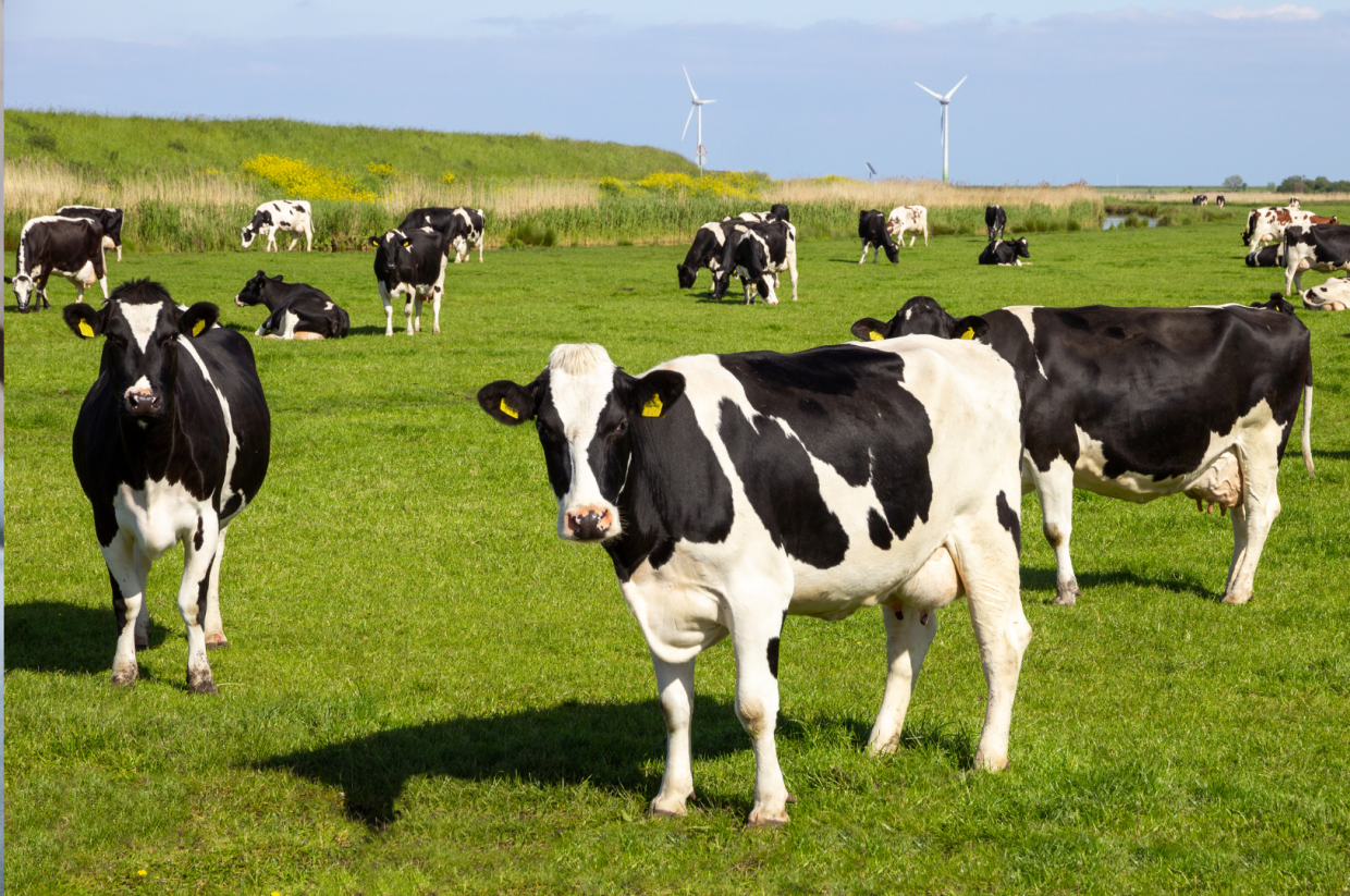 Aria pi&ugrave; pulita dagli allevamenti: il progetto A.R.I.A. per ridurre l&rsquo;ammoniaca