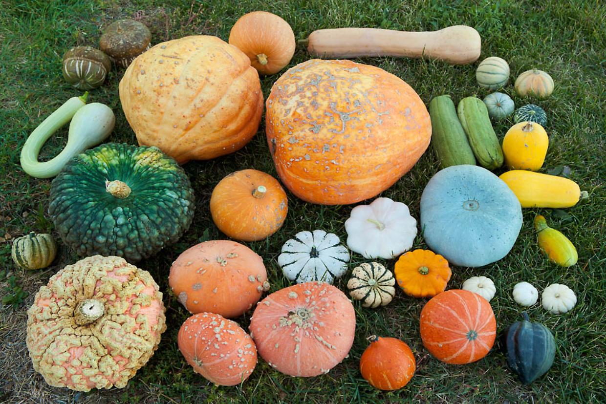  Torta di zucca e amaretti morbidissima e profumata 