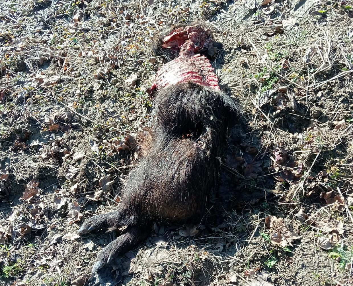 Ritrovata una carcassa di cinghiale sbranata dai lupi nel gassinese