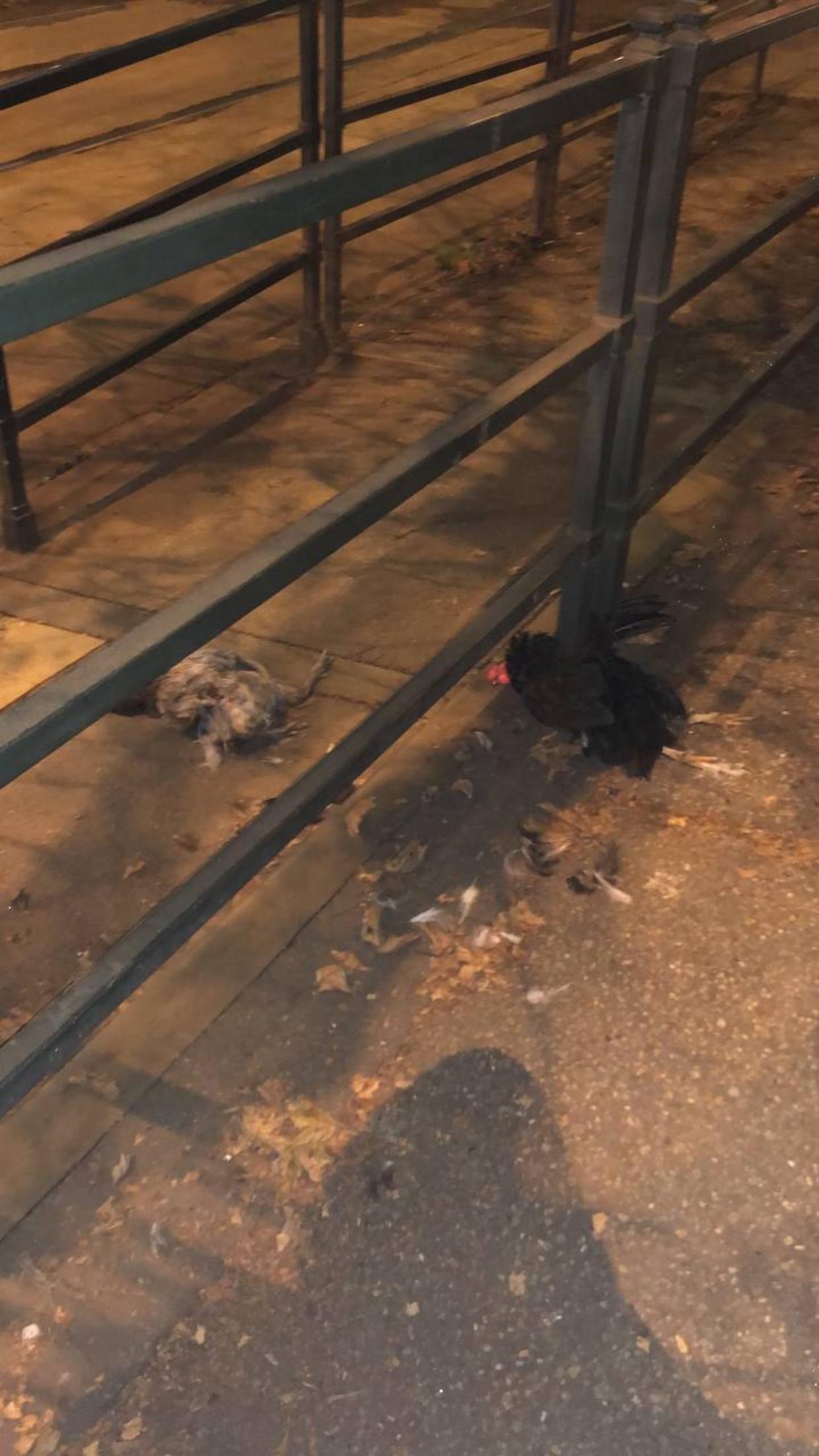 Il macabro ritrovamento nel centro di Torino: due galline morte alla fermata del tram