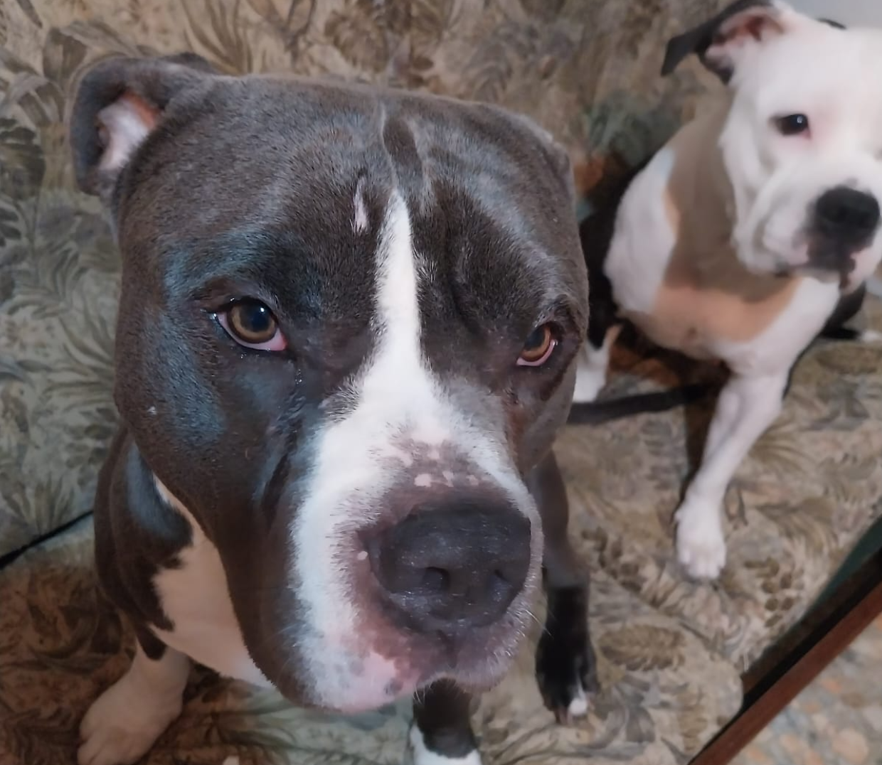 Leon e Sheyla sono due cani Amstaff
