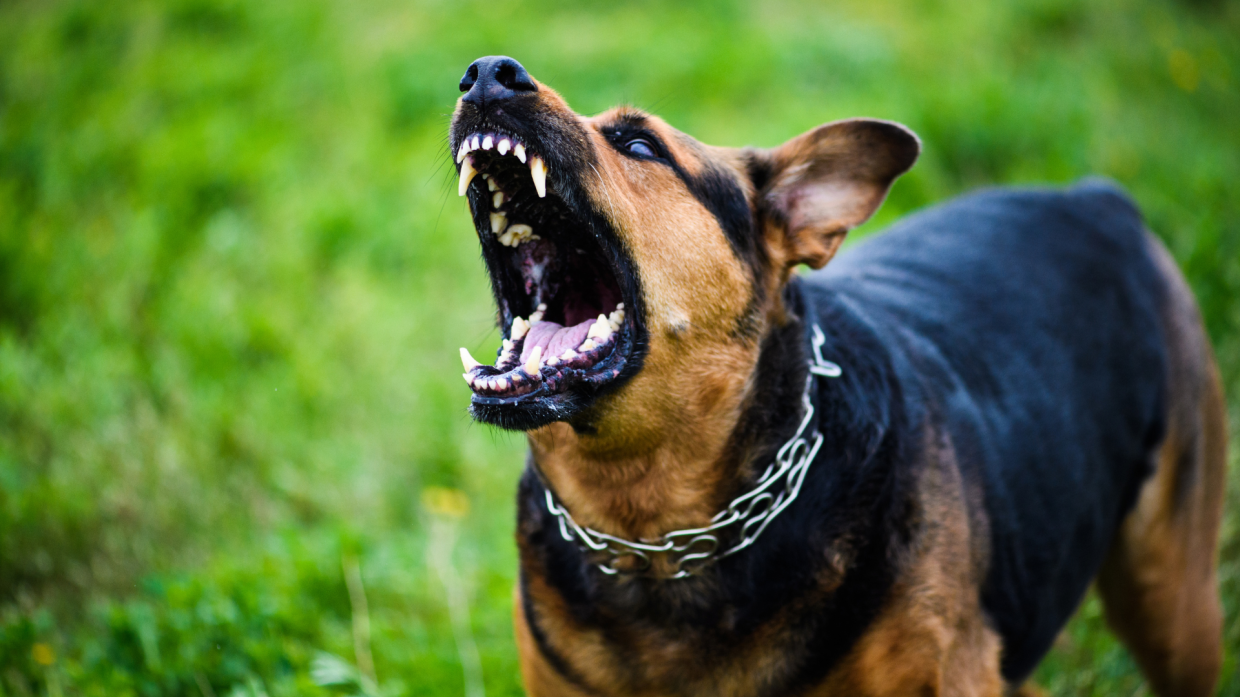 Due cani di grossa taglia seminano il panico a Bra: l'intervento della polizia locale evita il peggio